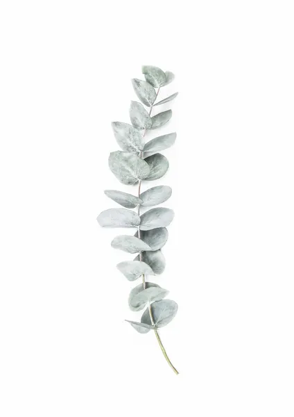 Eucalyptus II by Kathrin Pienaar