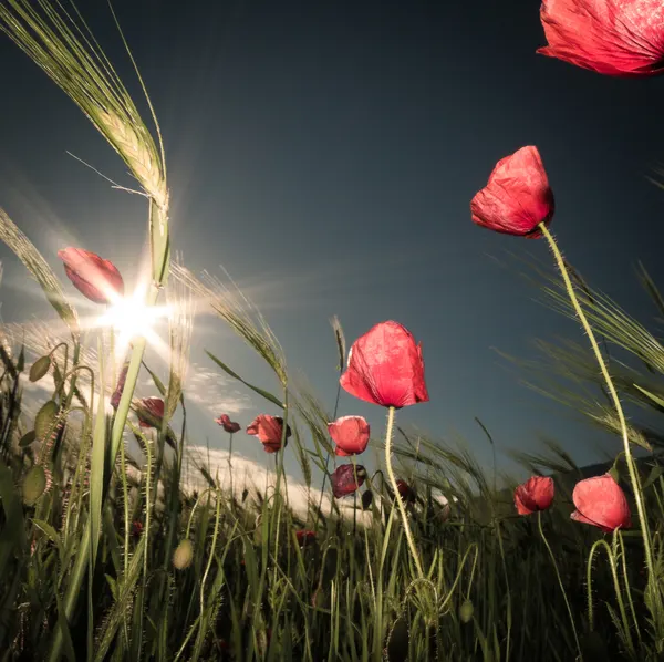 Sunlit Poppy Field by Petra Dvorak