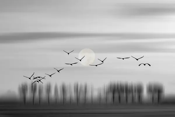 Ethereal Moon Birds by Wilma Wijers Smeets