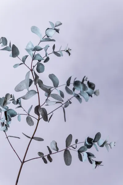 Eucalyptus 13 by Mareike Böhmer