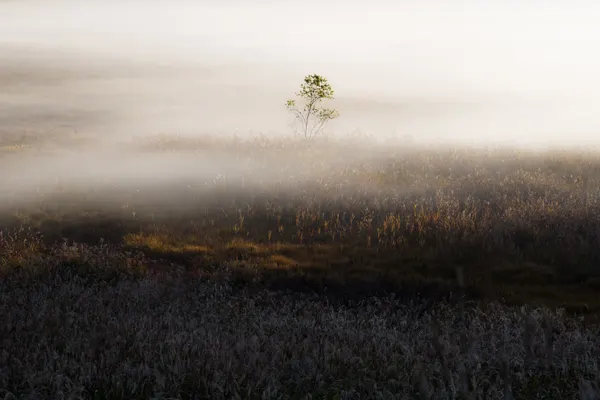 Solitary Tree In Mist by 土屋正英/Masahide Tsuchiya