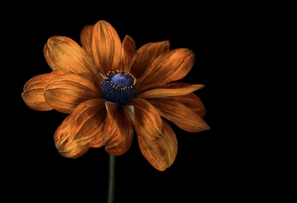 Rudbeckia by Mandy Disher