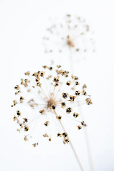 Delicate Minimalist Seeds by Pictufy Studio III