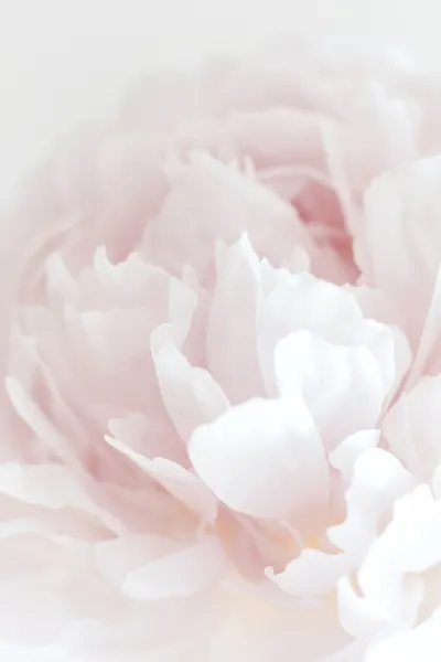 Soft Pink Peony by Pictufy Studio III