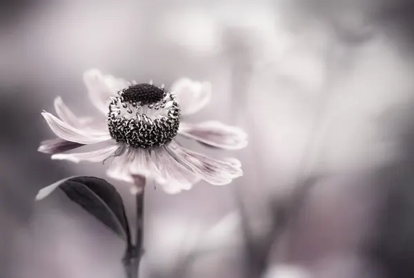Helenium by Mandy Disher