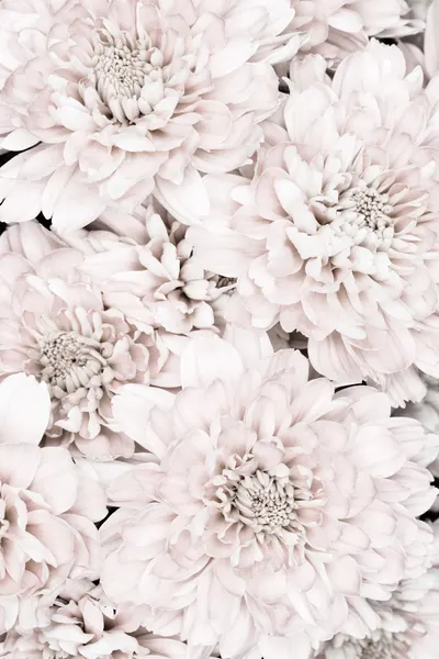 Soft Pink Blooms by Pictufy Studio III