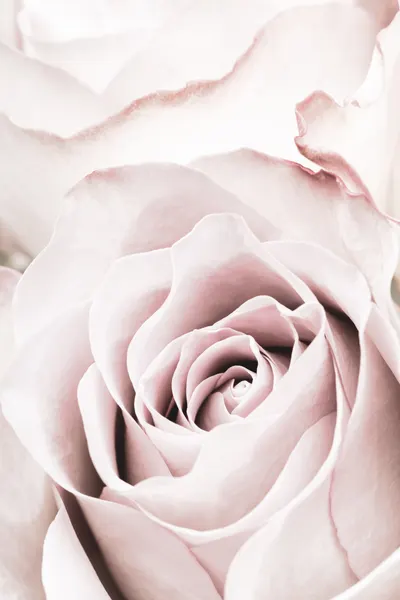 Soft Pink Rose by Pictufy Studio III