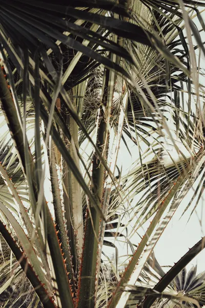 Spiky Palm Fronds by Pictufy Studio III