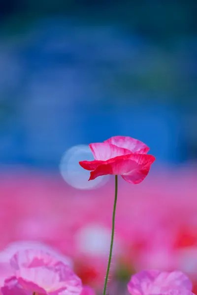 Poppy Moon Field by Chisho