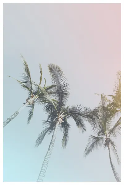 Pastel Palms Bliss by THE MIUUS STUDIO