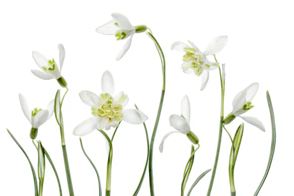 Spring Snowdrops by Mandy Disher