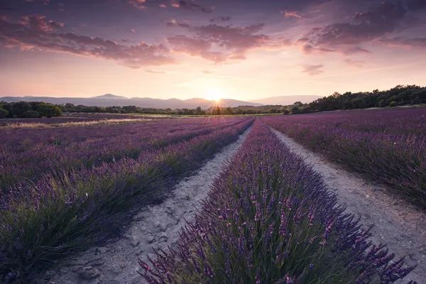 Purple Provence by Stefan Hefele
