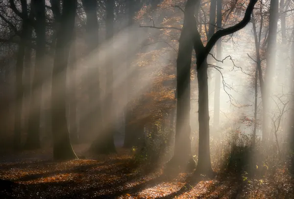 Misty Autumn Forest Light by Liliane Lathouwers