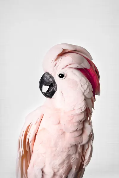 Pink Cockatoo by Kathrin Pienaar