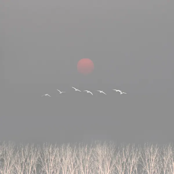 Red Sun Birds Flight by Hsiao-Yang Fei