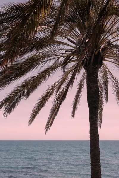 Palm Over Pink Horizon by Pictufy Studio III
