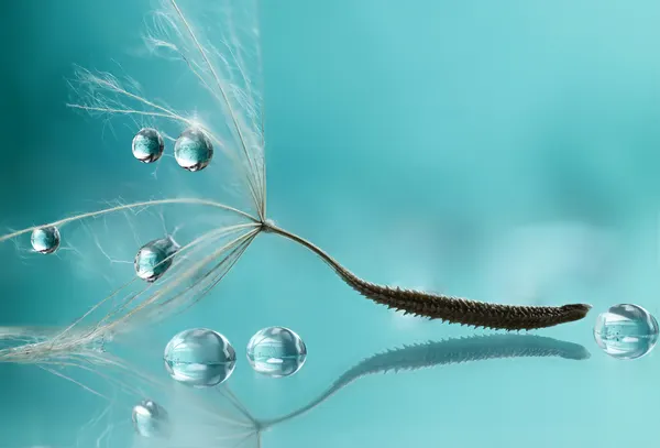 Teal Dandelion Droplets by Rina Barbieri