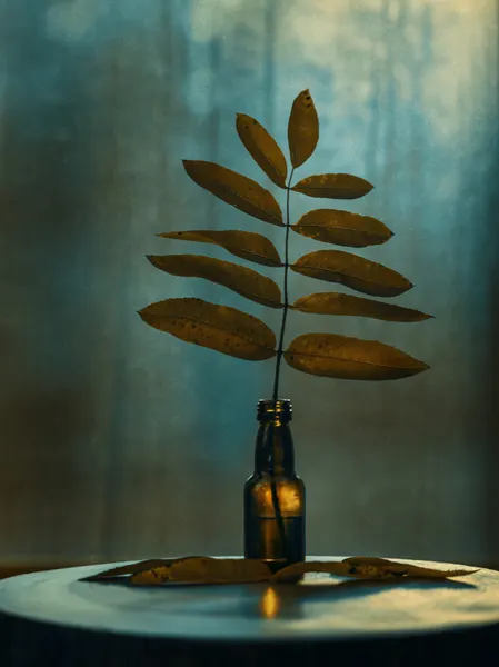 Dried Leaves Still Life by Nikki Georgieva V E G A N I K
