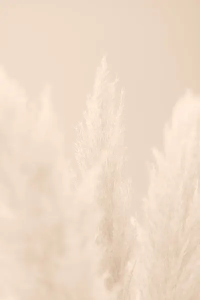 Soft Pampas Plumes by Pictufy Studio III
