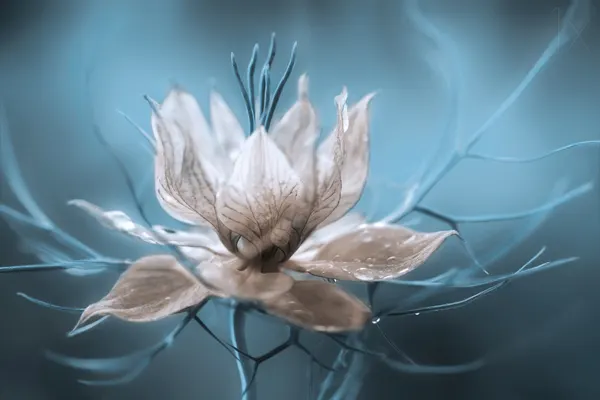 *Nigella* by Mandy Disher