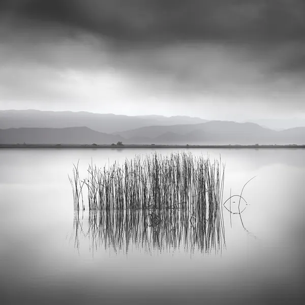 Serene Lake Reeds by George Digalakis