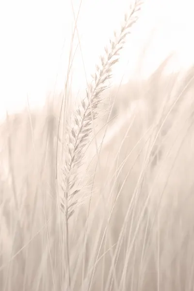 Soft Summer Grass by Pictufy Studio III