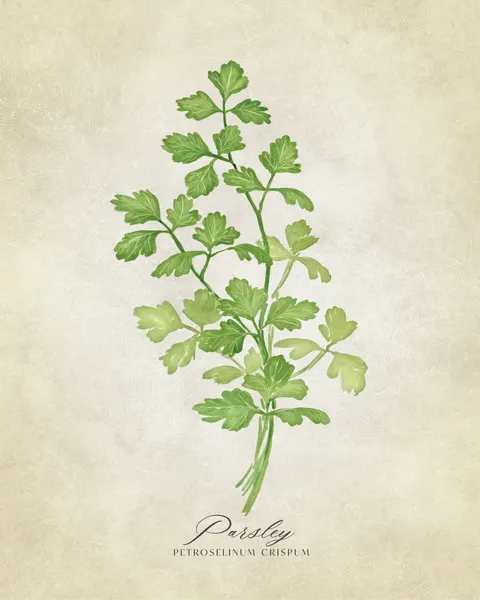 Green Parsley Botanical by Rosana Laiz Blursbyai