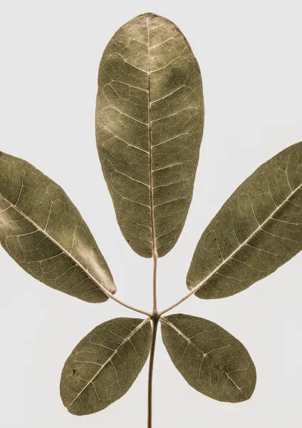 Five Leaf Harmony by Shot by Clint