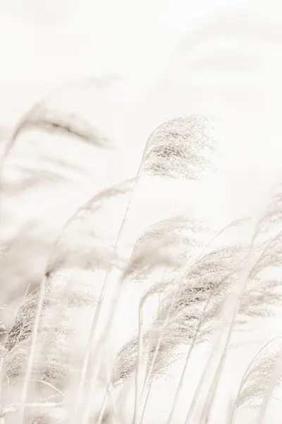 Swaying Pampas Grass by Pictufy Studio III