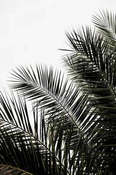 Palm Leaves 3 by Mareike Böhmer