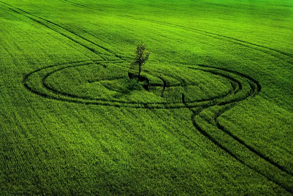 Green Field Circle Tree by Milan Uhrin  AFIAP AZSF
