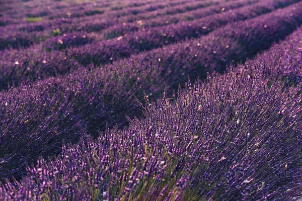 Provence Lavender by Stefan Hefele
