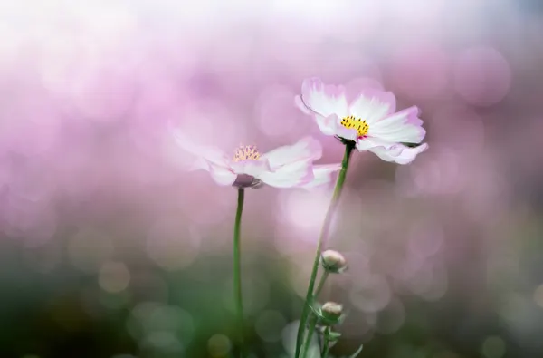 Dreamy Pink Cosmos by YoungIl Kim