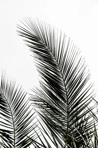 Palm Leaves 1 by Mareike Böhmer