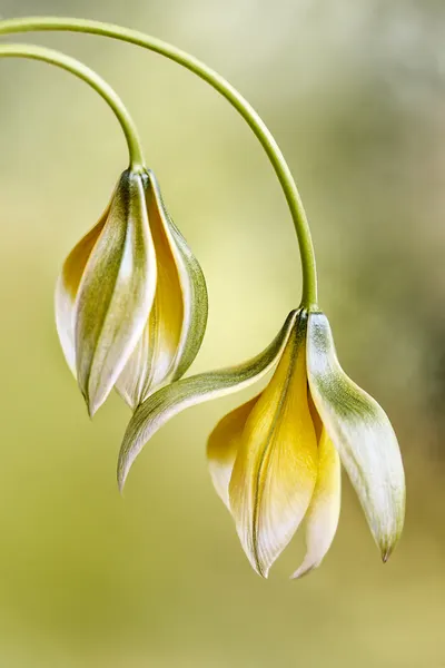 Tulipa by Mandy Disher