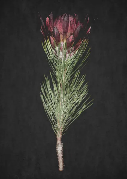 Protea Serenity by Shot by Clint