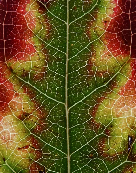 Vibrant Autumn Leaf Veins by Ivan Lesica