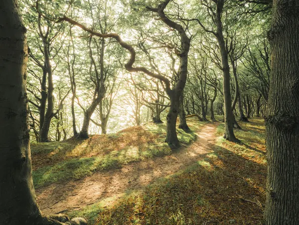 Magic Beech Wood by Stefan Hefele