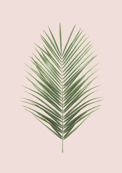 Palm Leaf Blush by Kathrin Pienaar