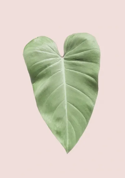 Tropical Leaf Blush by Kathrin Pienaar