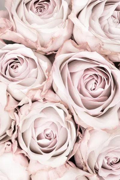 Soft Pink Roses by Pictufy Studio III