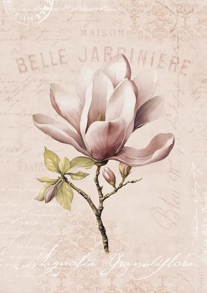 Vintage Pink Magnolia by Andrea Haase