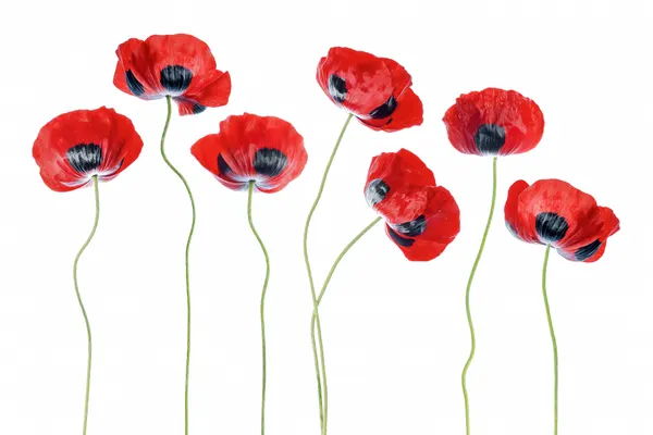 Ladybird Poppies by Mandy Disher
