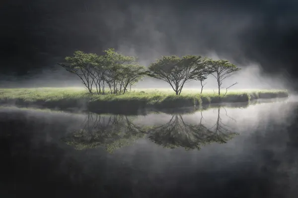 Misty Morning Trees by Akira Nagase