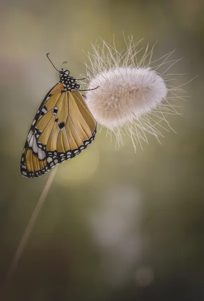 Butterfly on Fluffy Bloom by Rina Barbieri