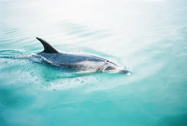 Dolphin N.Z. Northern by Raisa Zwart