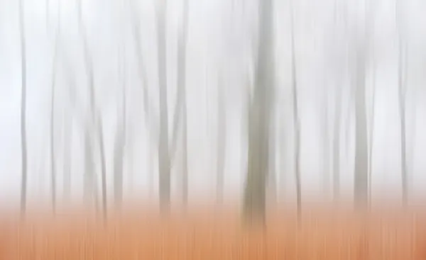 Misty Autumn Forest by Huib Limberg