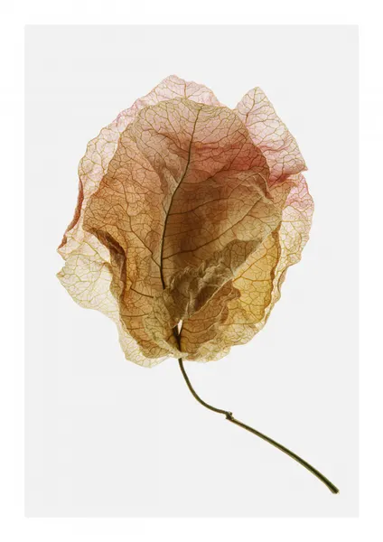 Veined Elegance by Shot by Clint