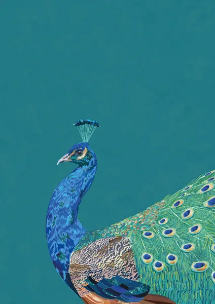 Vibrant Peacock Profile by Sarah Manovski