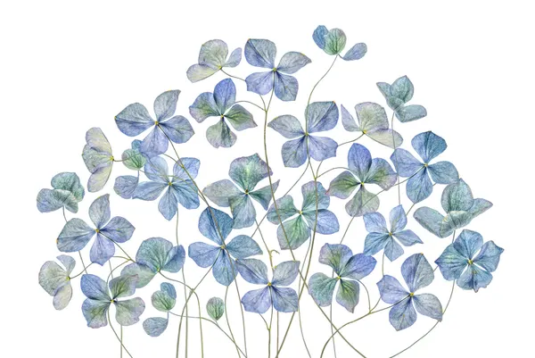 Hydrangea by Mandy Disher